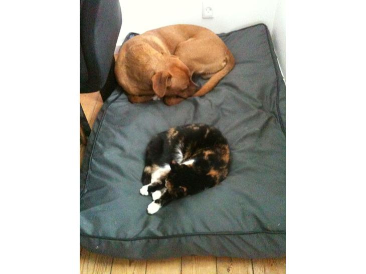 {{currentPhoto.altText}} billede {{currentPhoto.number}}