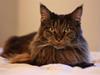 Maine Coon Diddi