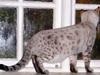 Bengal Trillo