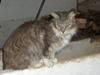 Maine Coon mille  *DØD*