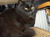 Maine Coon charlie*flyttet til nabo*