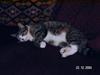 Huskat Venda