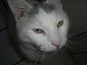 Blanding af racer Maincoon/Huskat Hubert