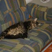 Maine Coon cooncatz dina