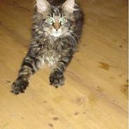 Maine Coon cooncatz dina