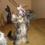 Maine Coon cooncatz dina