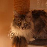 Maine Coon William