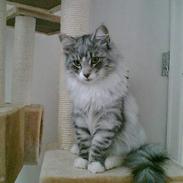 Norsk Skovkat buffas