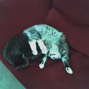 Norsk Skovkat buffas