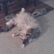 Norsk Skovkat buffas