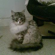 Norsk Skovkat buffas