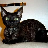Devon Rex Berta