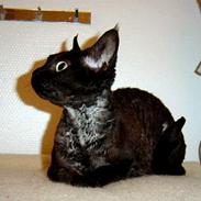 Devon Rex Berta