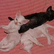 Devon Rex Berta