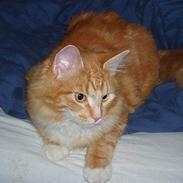Blanding af racer "Tiger"