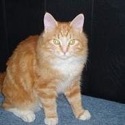 Blanding af racer "Tiger"