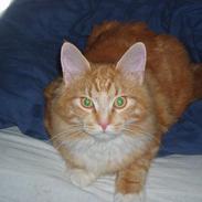 Blanding af racer "Tiger"