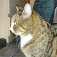 Blanding af racer Tarzan