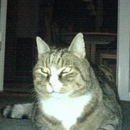 Blanding af racer Tarzan