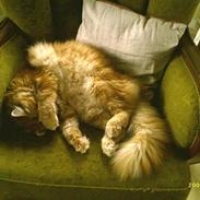 Maine Coon " The Prince" 