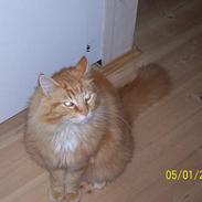 Maine Coon " The Prince" 