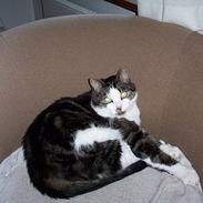 Blanding af racer Jensen