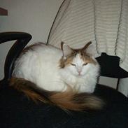 Blanding af racer Tulle