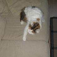 Blanding af racer Tulle