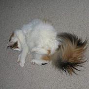 Blanding af racer Tulle