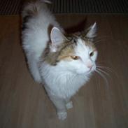 Blanding af racer Tulle