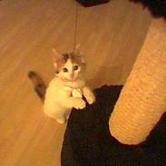 Blanding af racer Tulle