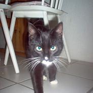 Blanding af racer Garfield