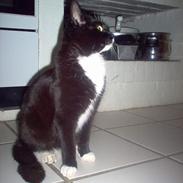 Blanding af racer Garfield