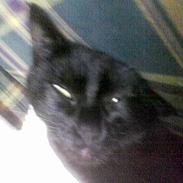 Blanding af racer Gaffen/Giffen/Tarzan