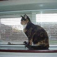 Blanding af racer Pimb