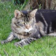 Maine Coon Adonis