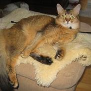 Somali Freja