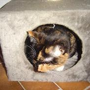 Blanding af racer Pimb