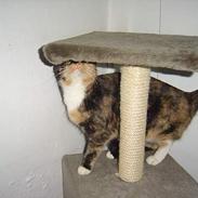 Blanding af racer Pimb