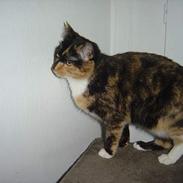 Blanding af racer Pimb