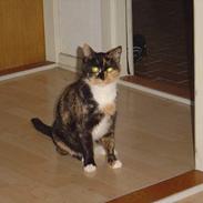 Blanding af racer Pimb