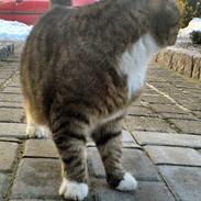 Blanding af racer Tarzan