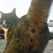 Blanding af racer Tarzan