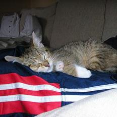 Blanding af racer Nala