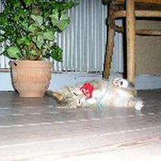 Blanding af racer Nala