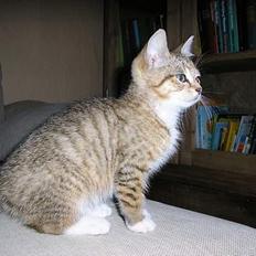 Blanding af racer Nala