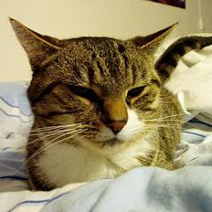 Blanding af racer Fie-Mus