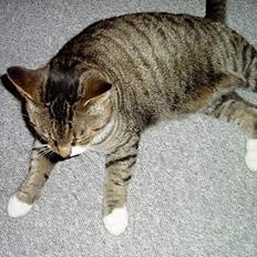 Blanding af racer Fie-Mus