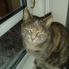 Blanding af racer Bianca