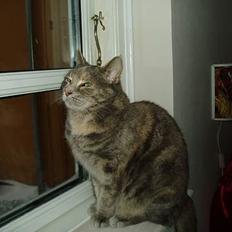 Blanding af racer Bianca